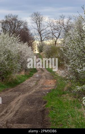 Allée de cerisiers en fleurs et route de terre, vue sur le printemps. Banque D'Images