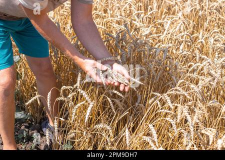 L'agriculteur examine les oreilles mûres de blé, tenant dans ses mains. Récolte prête pour la récolte. Banque D'Images