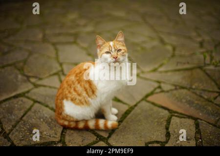 Le chat blanc rouge repose dans un jardin de printemps sur un sol en pierre Banque D'Images