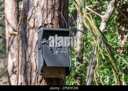 Grande boîte rectangulaire noire pour chauve-souris sur un pin, boîte pour chauve-souris à rôtisser dans une forêt, Angleterre, Royaume-Uni Banque D'Images