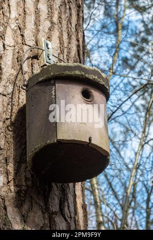 Grande boîte ronde pour oiseaux en forme de chaume pour la nidification dans un pin Banque D'Images