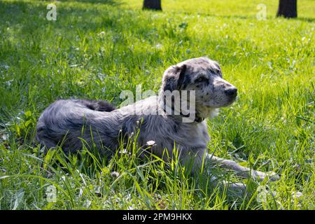 Chien sur l'herbe, chien dans la nature, berger australien, Golden Retriever Banque D'Images