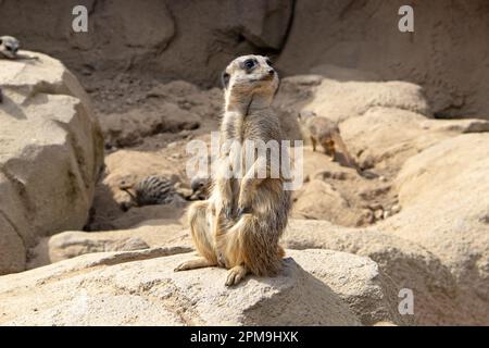 Un meerkat debout sur un rocher au soleil Banque D'Images