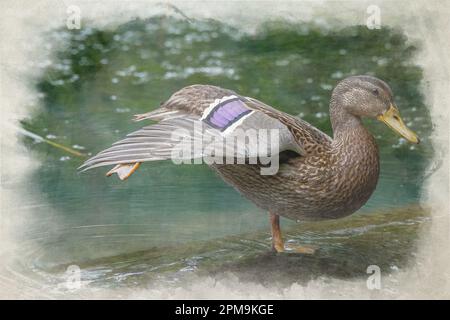 Peinture numérique aquarelle d'un canard malard femelle, anas platyrhynchos, gros plan, posant et en profil, avec un fond bokeh. Banque D'Images