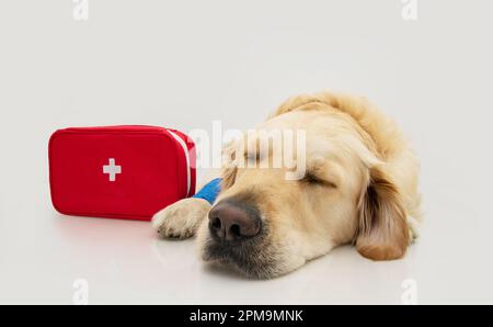 Portrait chiot chien blessé o malade à côté d'une boîte de premiers soins. Isolé sur fond blanc Banque D'Images