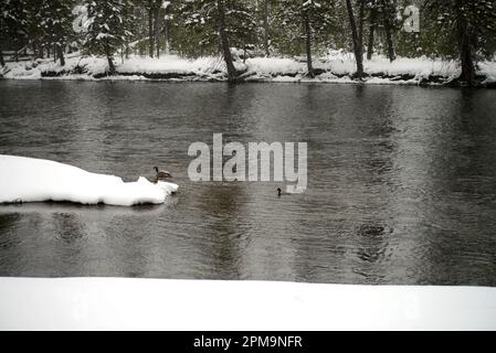 Bernache du Canada, Canards colverts sur la rivière Madison Yellowstone en hiver Banque D'Images
