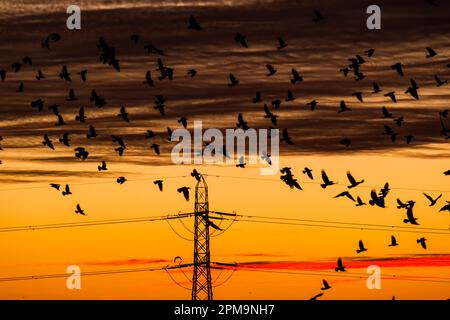 Un troupeau d'oiseaux s'est enorgé contre un ciel profondément coloré au coucher du soleil. Banque D'Images