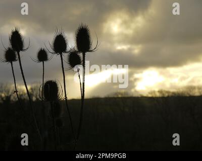 Têtes de graines à thé (Dipsacus fullonum) silhouetées contre un ciel orageux d'hiver à Kestle Mill, Cornwall, Royaume-Uni Banque D'Images