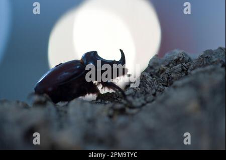 Scarabée européen des rhinocéros Scarabeo rinoceronte (Oryctes nasicornis). Sassari. SS, Sardegna. Italie. Banque D'Images