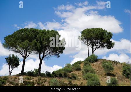 Valle dei vulcani. Logudoro Meilogu.Paesaggio vicino a Siligo. Sardegna. Italie Banque D'Images