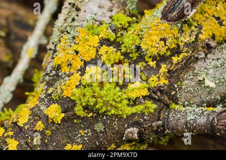 Corne de mousse calcaire (Mnium hornum) croissant sur un bois, Bavière, Allemagne Banque D'Images