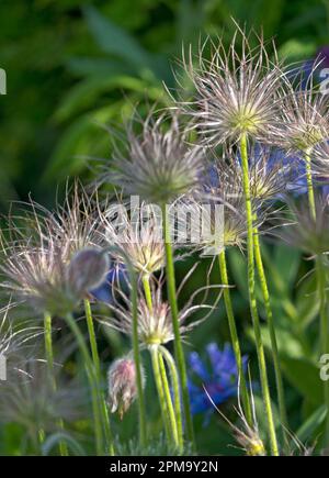 Tiges de fructification de la fleur de Pasque Banque D'Images