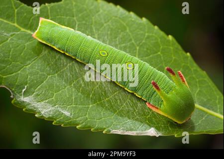 Foxy Empereur, caterpillar Charax jasius, Sassari, SS, Sardaigne, Italie Banque D'Images