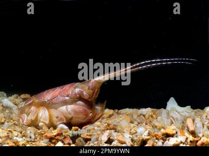 Crostaceo (Albunea carabus). Castelsardo -40 M. SS Sardegna, Italie Banque D'Images