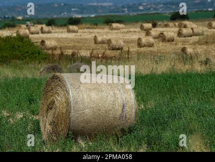 Balle di fieno (rotoballe). Un carateristico paesaggio agricolo nella Nurra, la piana tra Alghero e Sassari. Sardegna. Italie. Banque D'Images