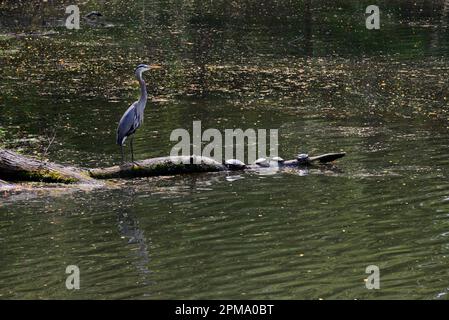 Super Blue Heron en bois avec des tortues Banque D'Images