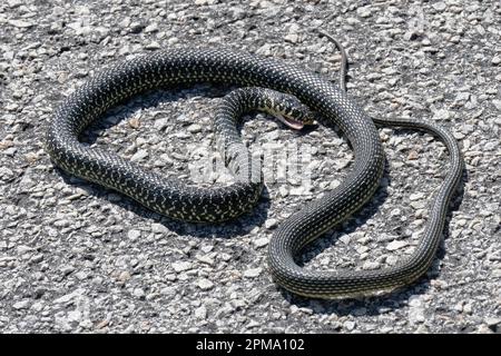 Whip de l'Ouest (Coluber viridiflavus) Couleuvre Banque D'Images