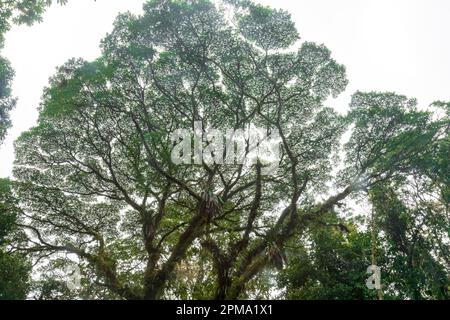 La Fortuna, Costa Rica - Un arbre de Broccoli (Ceiba pentandra) dans le Parc des ponts suspendus de Mistico. Bien que connu sous le nom d'arbre de Broccoli au Costa Rica, elsewhe Banque D'Images