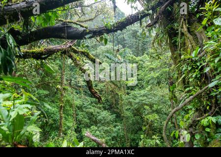 La Fortuna, Costa Rica - Mistico Hanging Bridges Park. Le parc permet aux touristes de faire de la randonnée dans la forêt tropicale, y compris aux niveaux de la cime d'arbres Banque D'Images