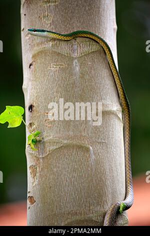 Leptophis ahaetulla, adulte sur l'arbre, Pantanal, serpent Mato lora (Leptophis ahaetulla), Brésil Banque D'Images