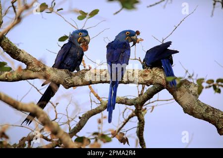 Jacinthe Macaw (Anodorhynchus hyacinthinus), Blue Macaw, groupe d'adultes sur l'arbre, Pantanal, Mato Grosso, Brésil, Amérique du Sud Banque D'Images