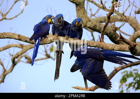 Jacinthe Macaw (Anodorhynchus hyacinthinus), Blue Macaw, groupe d'adultes sur l'arbre, Pantanal, Mato Grosso, Brésil, Amérique du Sud Banque D'Images