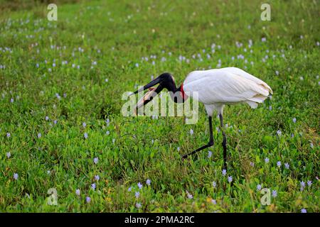 Jabiru (Jabiru mycteria), adulte dans les prés se nourrissant de poissons, Pantanal, Mato Grosso, Brésil, Amérique du Sud Banque D'Images