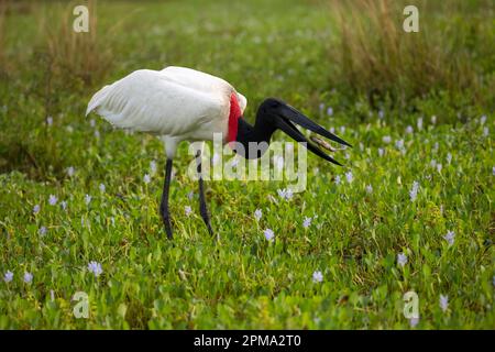 Jabiru (Jabiru mycteria), adulte dans les prés se nourrissant de poissons, Pantanal, Mato Grosso, Brésil, Amérique du Sud Banque D'Images