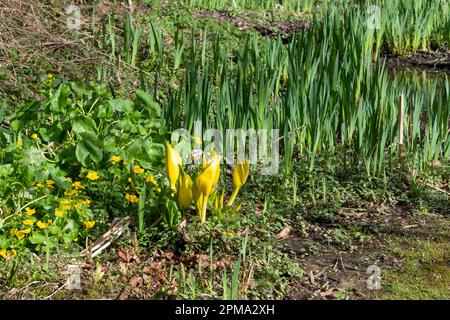 Lysichiton americanus (chou-mouffette américain) qui pousse dans un jardin au bord du cours d'eau avec Flag Iris et Marsh Marigolds. Banque D'Images