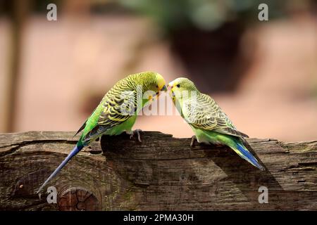 Budgerigar (Melopsittacus undulatus), homme avec jeune, Australie Banque D'Images