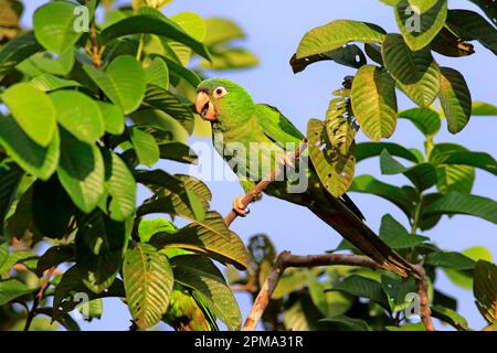 Parakeet à queue fine, adulte sur arbre, Pantanal, Mato Grosso (Thectocercus acuticaudatus), Brésil Banque D'Images