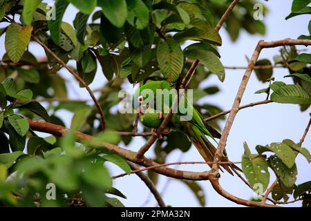 Parakeet à queue fine, adulte sur arbre mangeant des fruits, figues, Pantanal, Mato Grosso (Thectocercus acuticaudatus), Brésil Banque D'Images