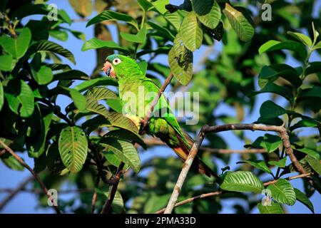 Parakeet à queue fine, adulte sur arbre mangeant des fruits, figues, Pantanal, Mato Grosso (Thectocercus acuticaudatus), Brésil Banque D'Images