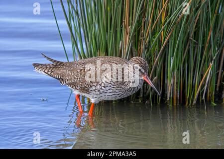 La queue rouge commune (Tringa totanus) dans le plumage reproductrice des petits invertébrés dans les eaux peu profondes le long de la rive de l'étang dans les milieux humides au printemps Banque D'Images