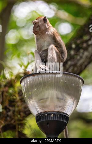 Macaque à longue queue, installé sur une lampe de rue dans le parc côtier de Singapour Banque D'Images