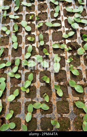 Culture de semis de concombres en cassettes en plastique avec sol organique Banque D'Images