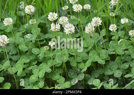 Le trèfle est de nature blanche (Trifolium repens) Banque D'Images