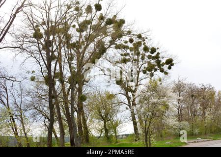 Dans la nature, le GUI (Viscum album) parasitilise sur l'arbre Banque D'Images