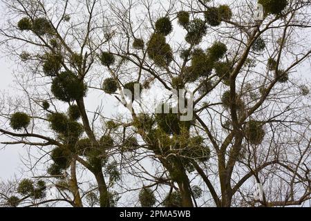 Dans la nature, le GUI (Viscum album) parasitilise sur l'arbre Banque D'Images