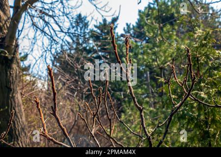 Branches avec bourgeons de staghorn sumac au début du printemps dans le jardin. Banque D'Images