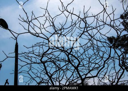 Branches avec bourgeons de staghorn sumac au début du printemps dans le jardin. Banque D'Images