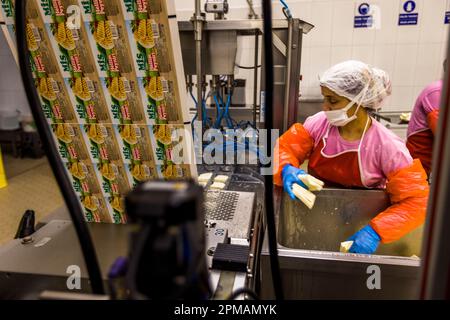 Production laitière et hellim (halloumi) de fromage à Nicosie, Chypre Banque D'Images