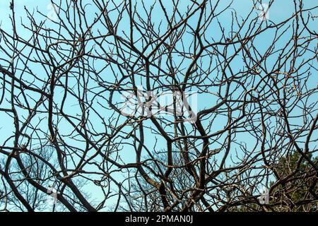 Branches avec bourgeons de staghorn sumac au début du printemps dans le jardin. Banque D'Images