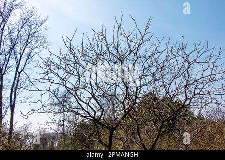 Branches avec bourgeons de staghorn sumac au début du printemps dans le jardin. Banque D'Images