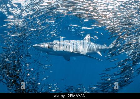 Requin bleu, Prionace glauca, se nourrissant des anchois du Nord, Engraulis mordax, San Diego, Californie, États-Unis, Océan Pacifique est Banque D'Images