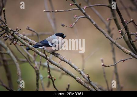 Bullfinch femelle (Pyrrhula pyrrhula) Banque D'Images