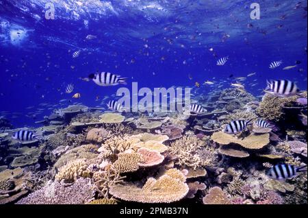 Grande diversité de coraux pierreux (principalement Acropora spp) et poissons au Ribbon Reef no 3 (« marché aux poissons », Grande barrière de corail, Ausdtralia,. Banque D'Images