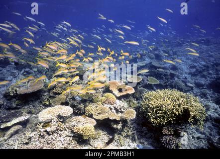 Sohal de poissons-nageoires jaunes (Mulloidichthys vanicolensis) et croissance dense de coraux pierreux au récif de Ribbon no 3 'Fish Market', la Grande barrière de la Ré Banque D'Images