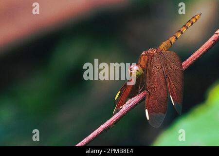 Closeup portrait of a beautiful colorful dragonfly Banque D'Images
