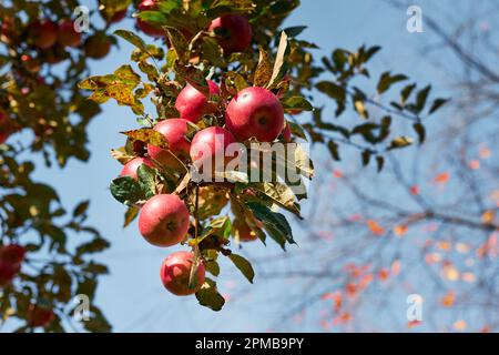 Pommier avec beaucoup de pommes juteuses rouges mûres dans le verger. Temps de récolte en campagne. Apple fruits frais et sains prêts à cueillir à l'automne Banque D'Images